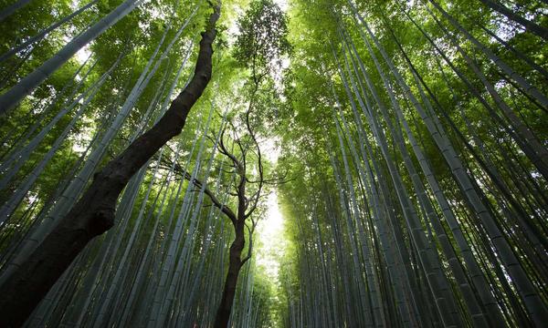 华为：鸿蒙智行全新一代问界 M9 交付开启 7 周累计交付量突破 2 万台